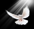 SPIRITUAL INTUITIONS